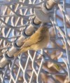 /album/my-local-birding-gallery/chiff-chaff-dewsbury-sf-december-jpg1/